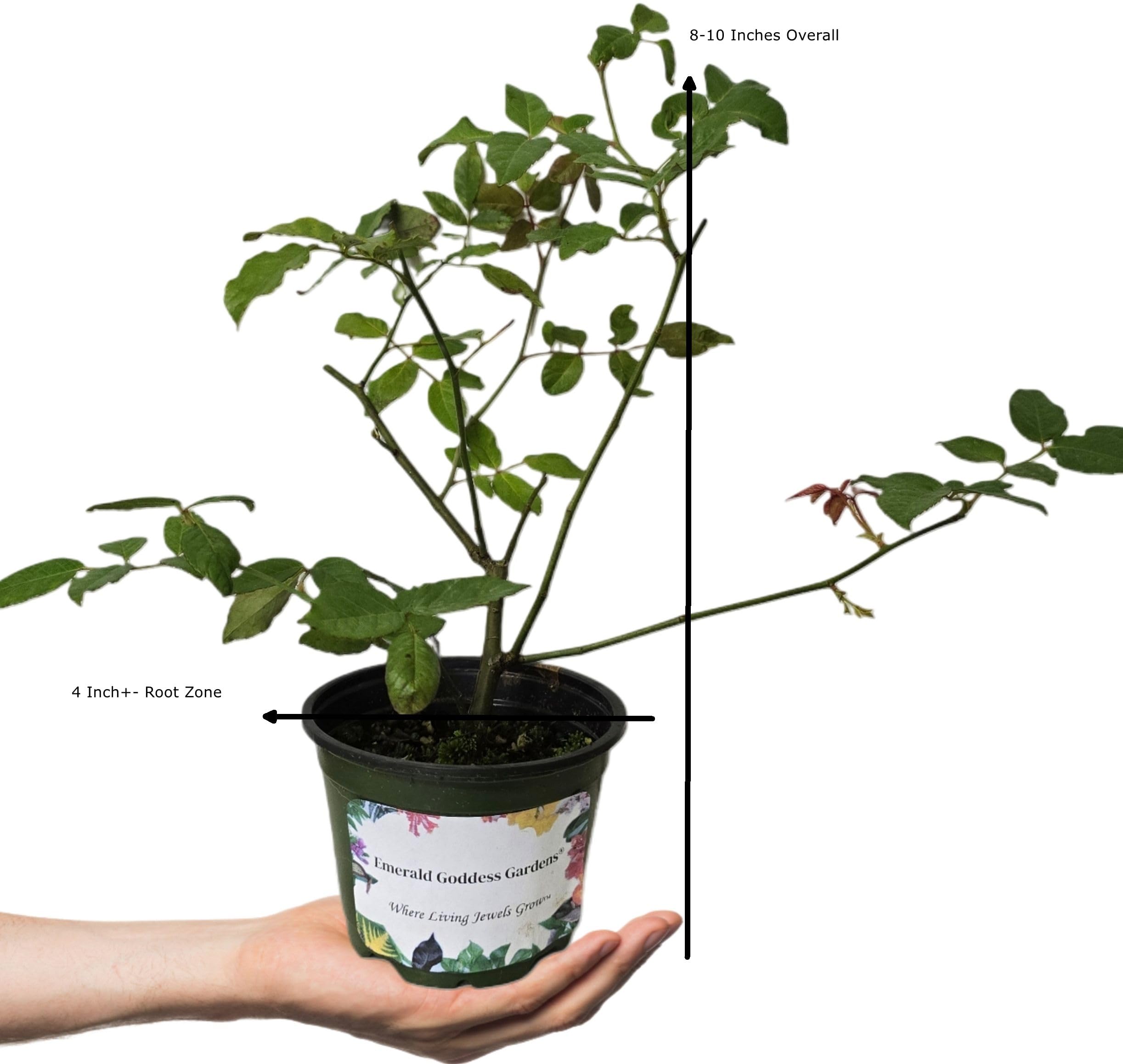 Amazon.com : Last Rose of Summer - Antique Heirloom Rosa Hybrid