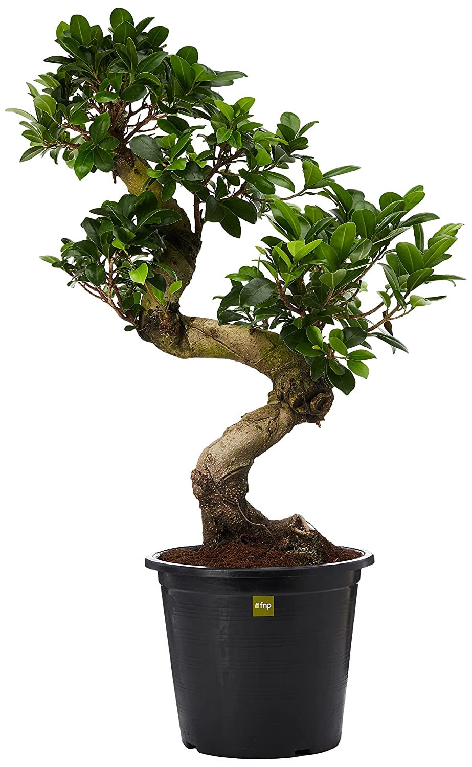 FnP S Shaped Ficus Plant, 80 cm Size