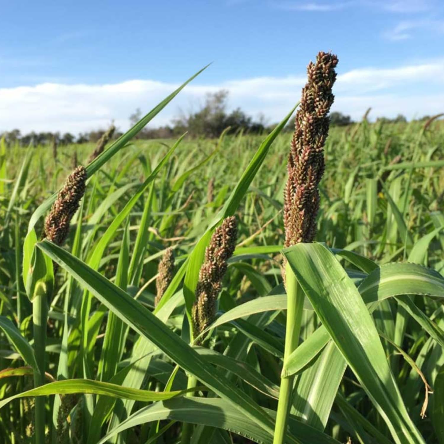 Amazon.com : Premium Japanese Millet Seed 50 lbs - Fast