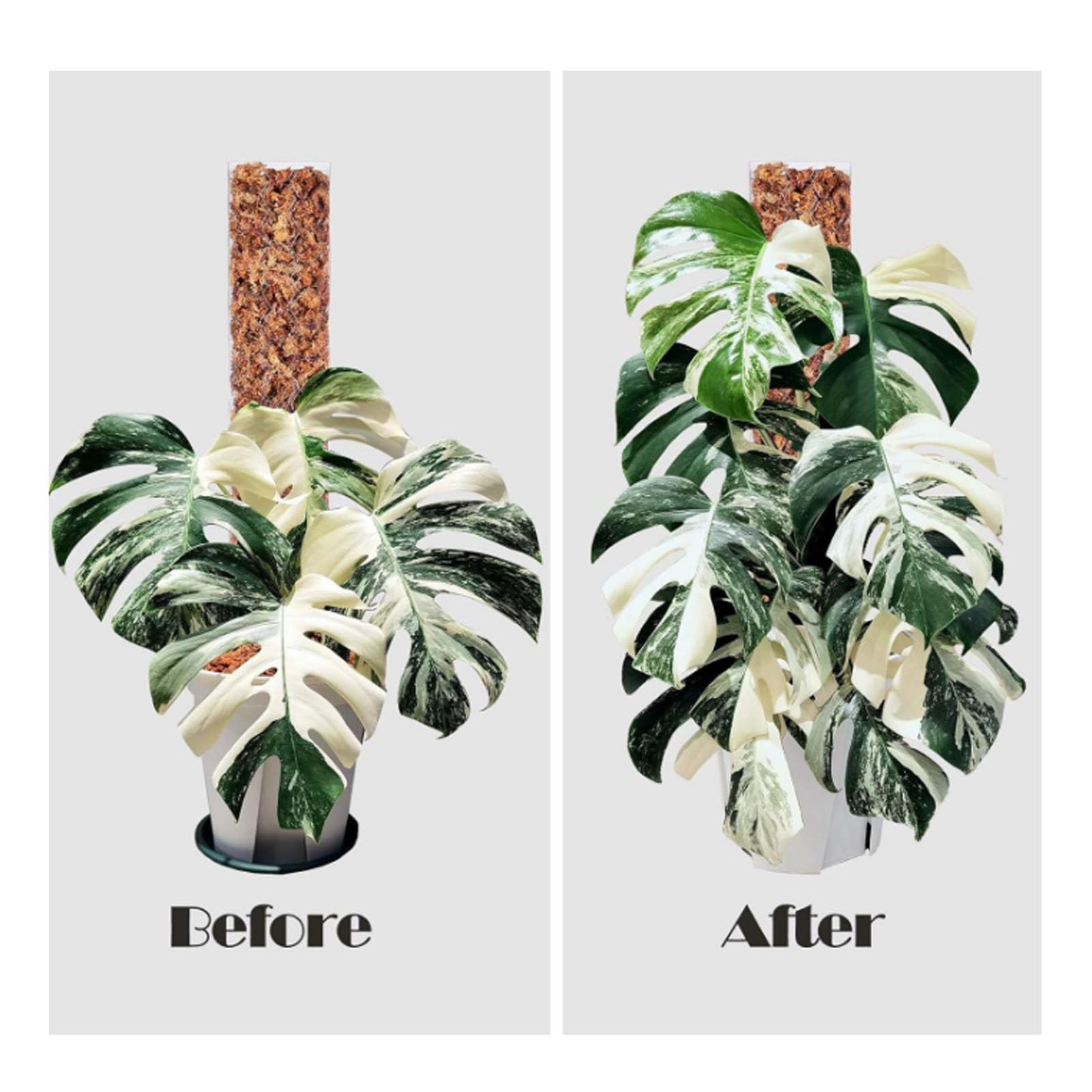 Lot de 4 bâtons de mousse en plastique empilables pour Monstera et plantes grimpantes, idéal pour les amateurs de jardinage d'intérieur et d'extérieur (43,2 cm)