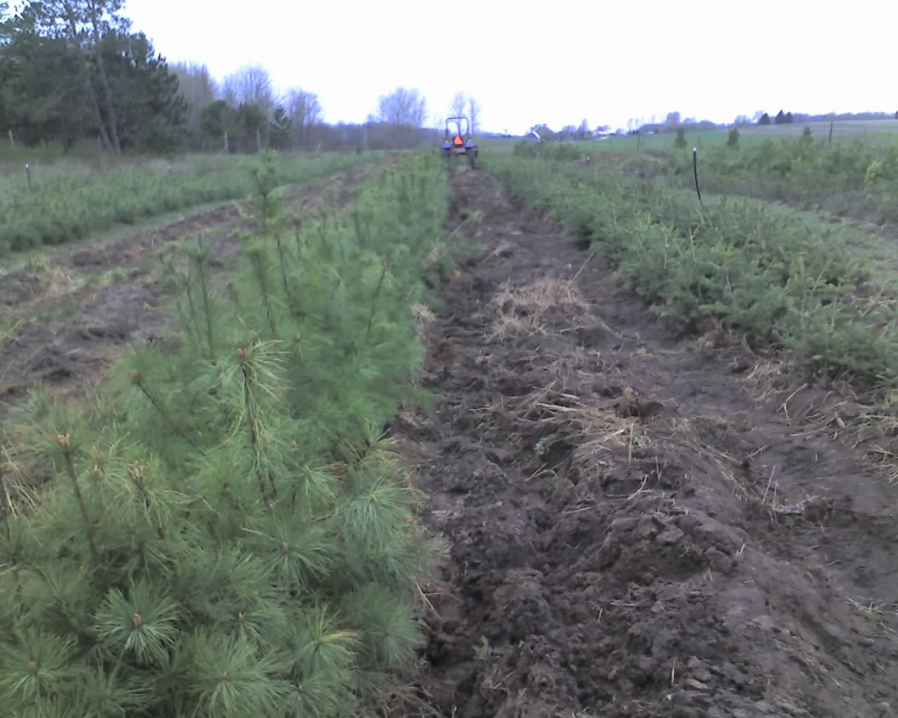 25 White Pine (Pinus strobus) 6-12" seedlings