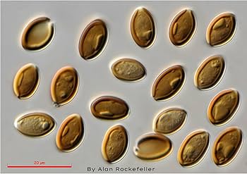 Mushroom Liquid Culture Syringe- Golden Teacher and More- 10ml ...