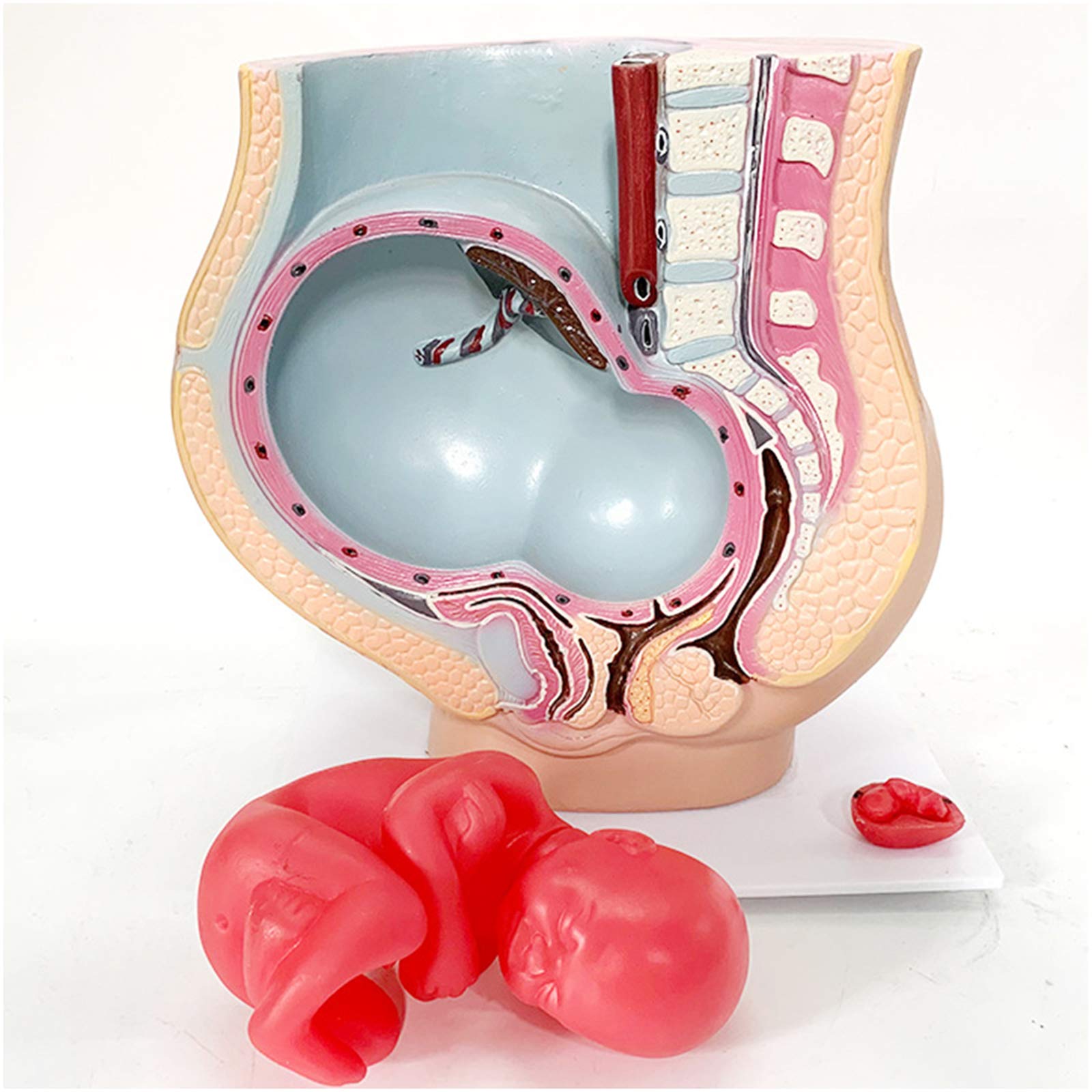 Sjdopulse Women's A Pregnant Natomy Model - Human Pregnaut Uterus Natomical Models - Pvc Material Human Pregnant Uterus 2 Parts For Teaching Model (A)