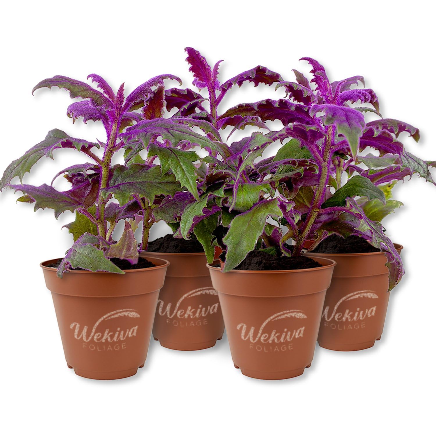 Purple Passion Plant Royal Velvet