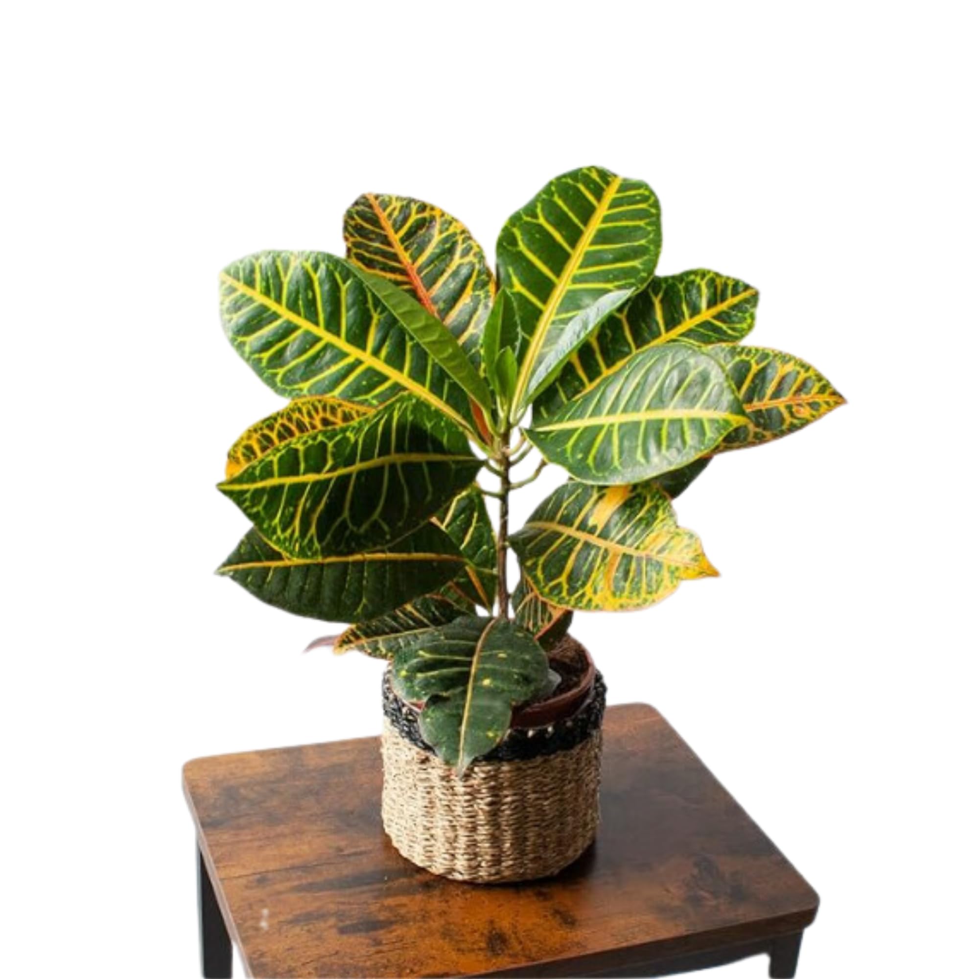 SMPLY. Pack 3 Plantas Naturales de Interior -Filtro Natural de Aire : Croton + Dieffenbachia Camillia + Palmera Areca Ø12 cm Alto 30-40 cm, Decoración del Hogar (No Incluye Maceta de cerámica)