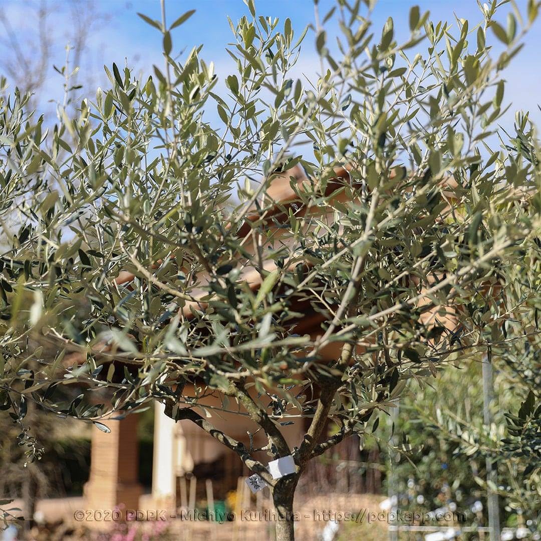 Olivier Olivenbaum Oliven Pendolino - Obstpflanze Baum max 160-3 Jahre  Anbau Italien : Amazon.de: Garten
