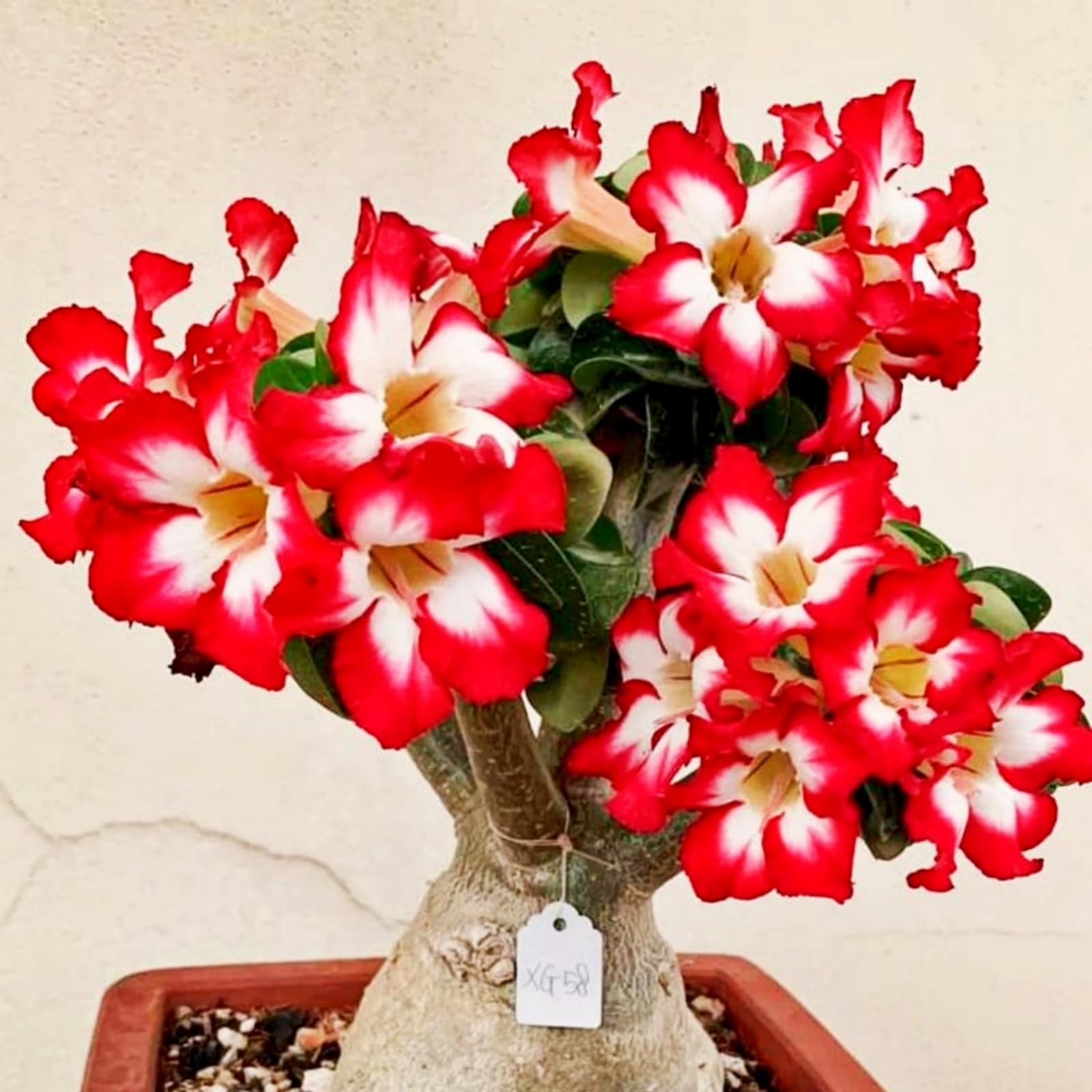 Desert Rose-Hardy Perennial,Desert Rose Plants UK, Excellent Display-F-1 Bulbs