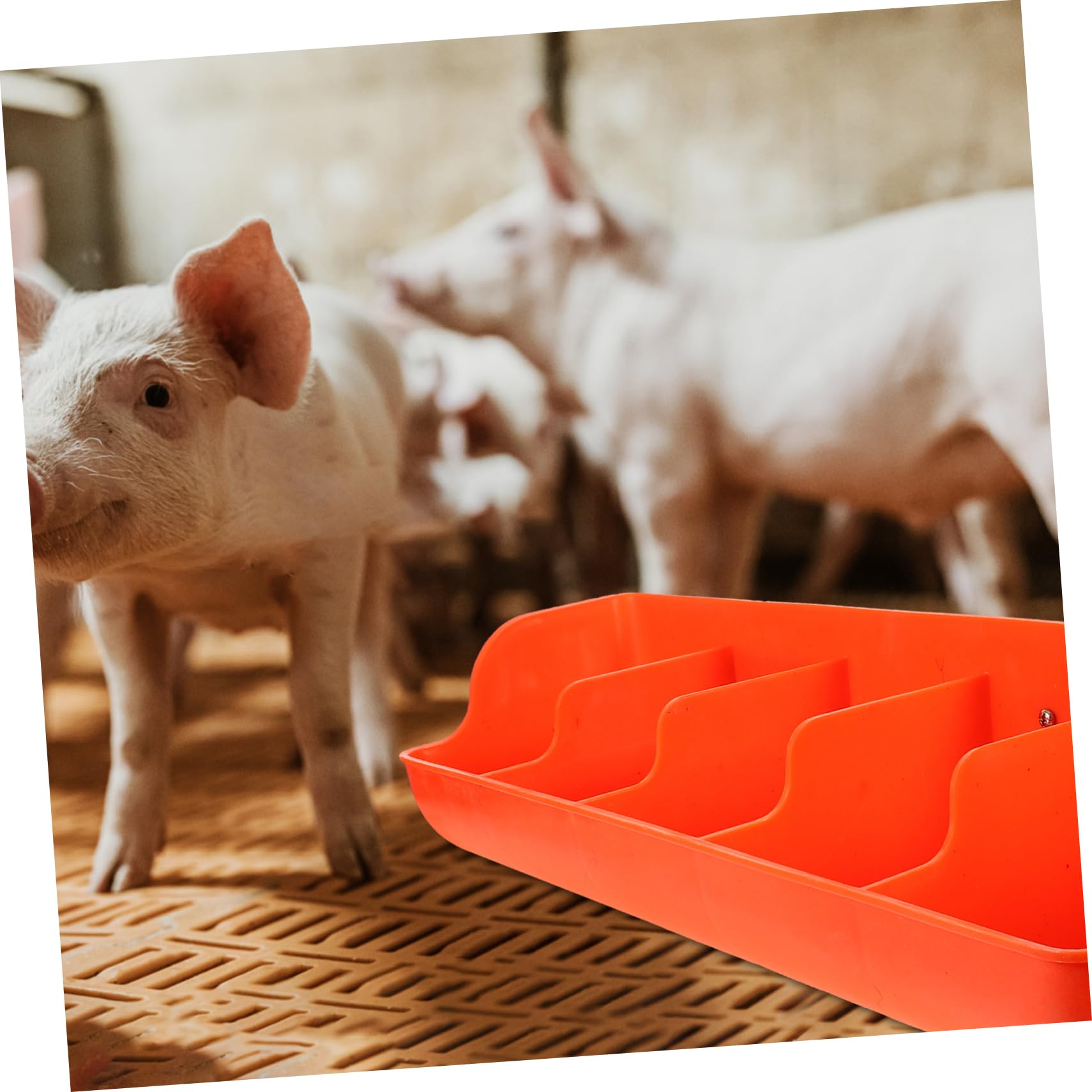Ferkelfuttertrog Schafe Futterkrippe Ziegentrog Kalb Schweinefuttertrog Futterautomat für Schweine Hühnerfutter Futtertrog Eimer Mehrere Steckplätze Futtertank Heu Zubringer
