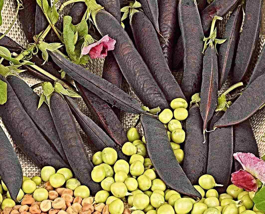 violette Kapuziner Erbse "Ezetha’s Krombek Blauwschok" Samen, sehr alte Sorte (5000 Samen)