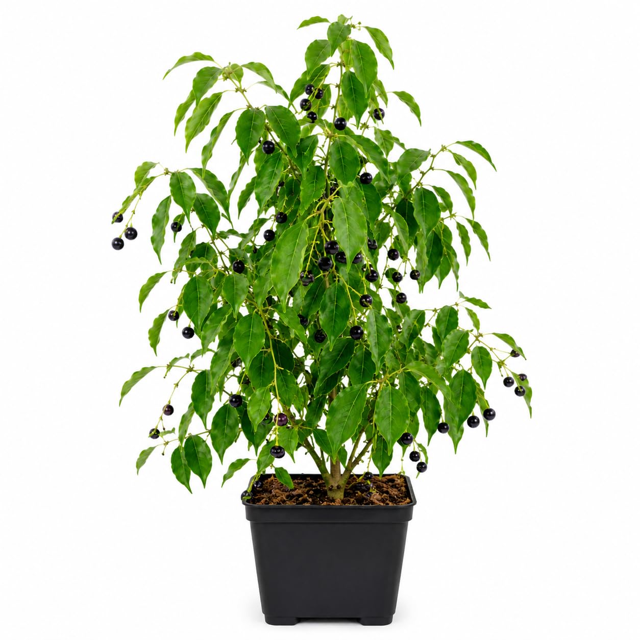 LIVE CINNAMOMUM CAMPHORA KAPOOR CAMPHOR TREE PLANT IN BLACK POT – AROMATIC AIR PURIFYING INDOOR PLANT | HOLY BASIL OCIMUM SANCTUM | LOW MAINTENANCE HOME OFFICE DÉCOR-image-6