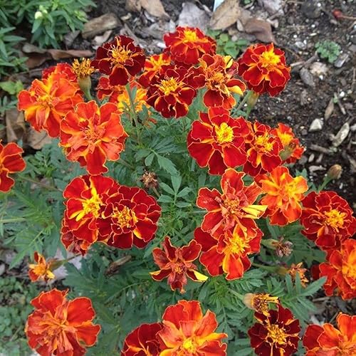 Miniatura 2 de 200 colores mezclados semillas de caléndula flores enanas francesas plantando al aire libre jardín