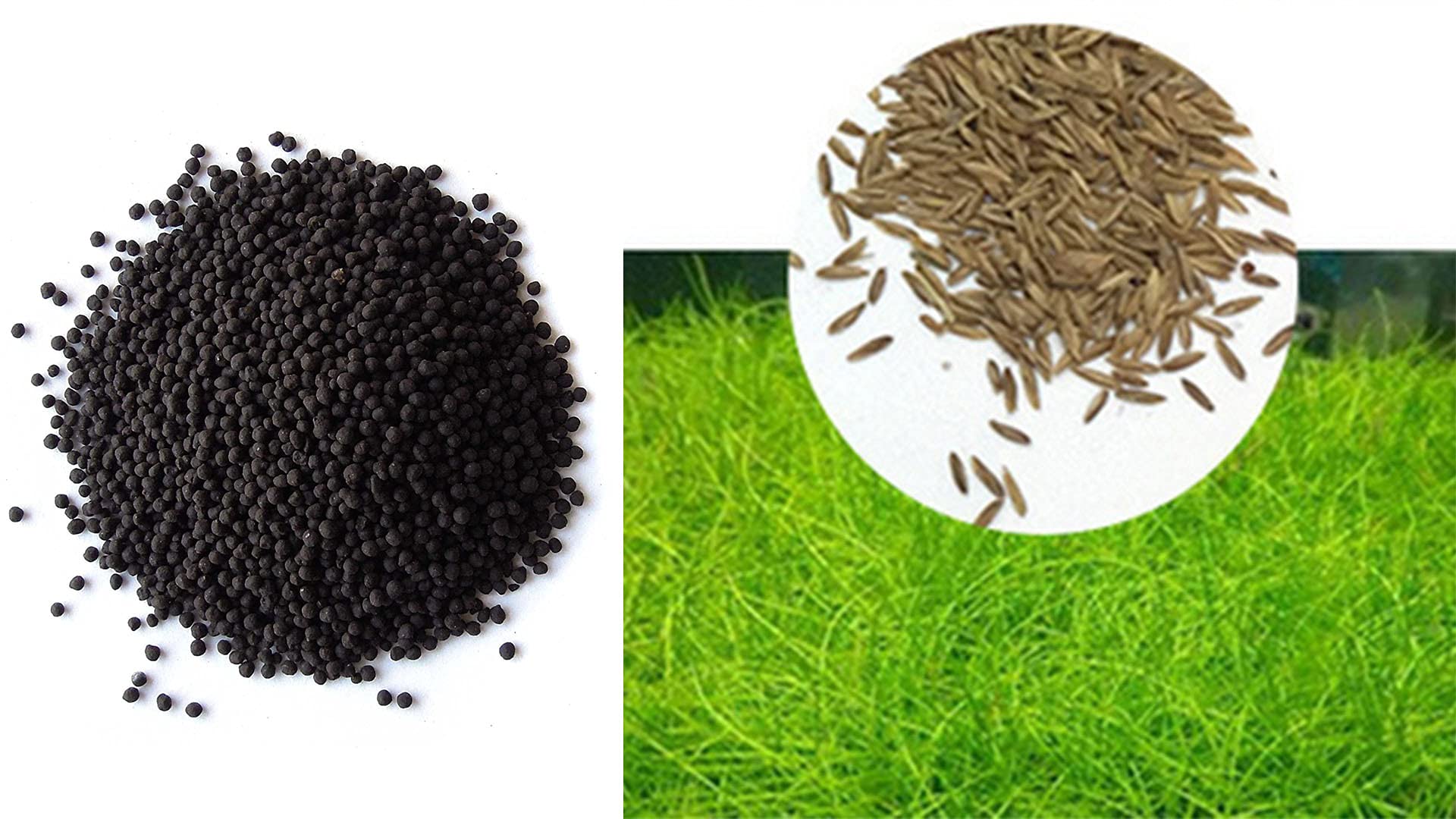 COLOURFUL - Fish Tank Live Plant Aquarium Contro Soil for Decoration as Garden Fish Tank (800g Soil + Grass Plant Seed)