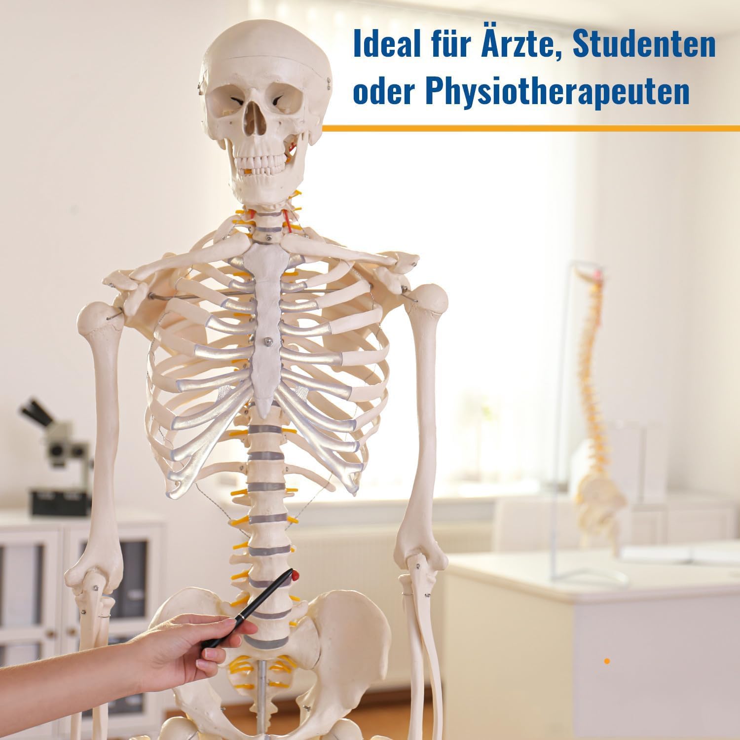 Model szkieletu ludzkiego naturalnej wielkości do badań anatomicznych, układ szkieletowy całego ciała o długości 180 cm