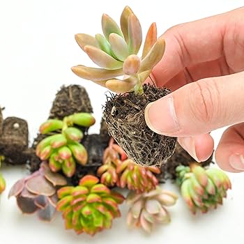 その他多肉植物 vegas and Hayford Set of 10 plants each Amazon.com : Sprout N Green 10 Assorted Succulents with Root