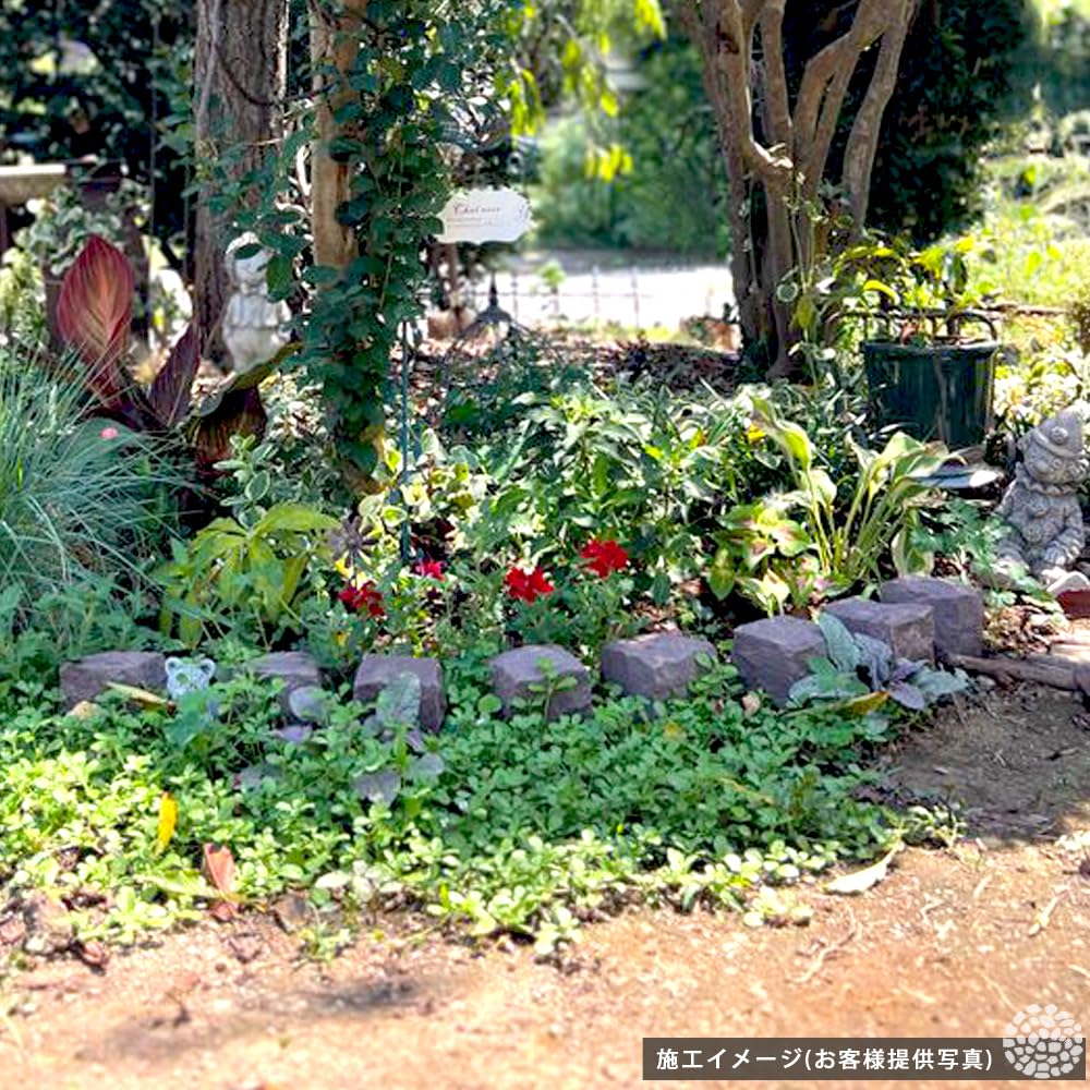 ベトナム産白ピンコロ9センチ角一箱500個 入り ベトナム産白ピンコロ9