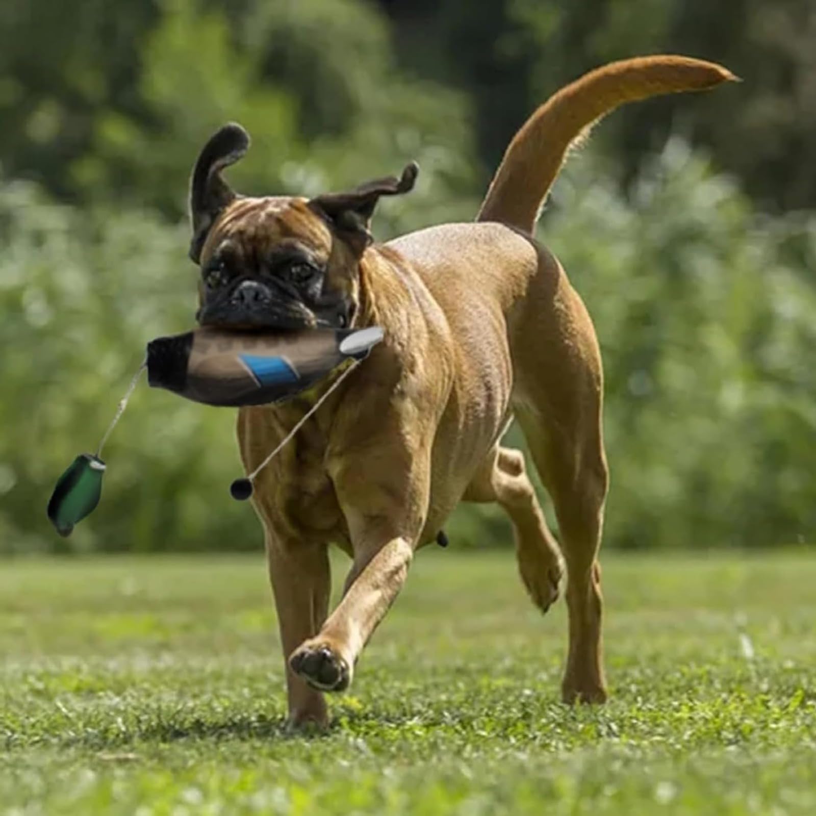 Dummy Duck Hundetraining Retrieve Schnuller Verschleißfest und bissfest, wasserdicht und schwimmfähig, robust und langlebig, geeignet für das Training von Welpen oder erwachsenen Jagdhunden