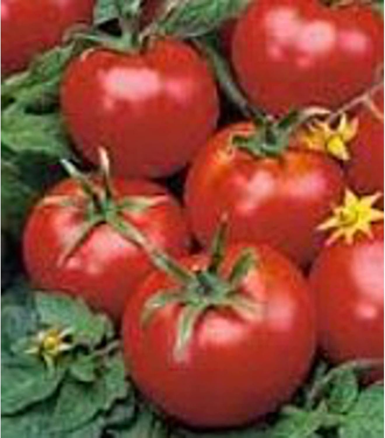 Vegetales
