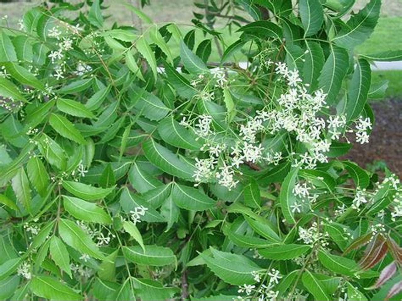 Amazon.com: Hoja de té de neem seca, hoja de árbol de neem, té de hierbas  azadirachta indica, té de hojas sueltas orgánico sin OMG, hojas de neem  indio para aliviar el dolor,