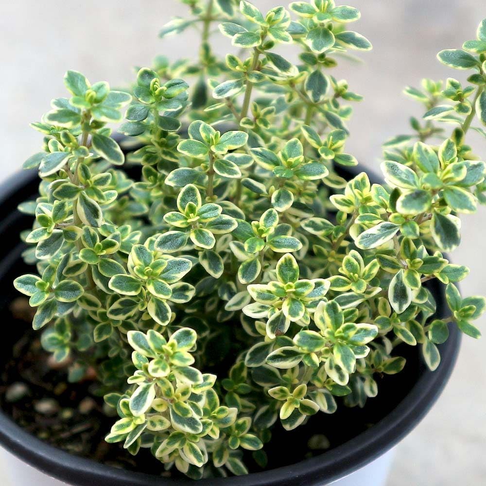 Pack of 2 Variegated Lemon Thyme Plants Live, Thyme Plant, 5 to 7 Inches Tall, Live Herb Plant for Garden and Containers