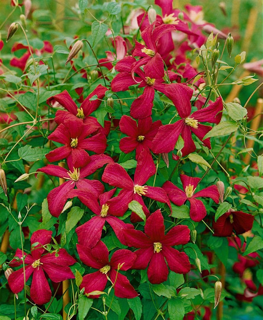 Clematis viticella 'Madame Julia Correvon' 100-150 cm - Italienische Waldrebe, rote Blüten, Blütezeit Juni-September, ideal für Rankgerüste, pflegeleicht und winterhart