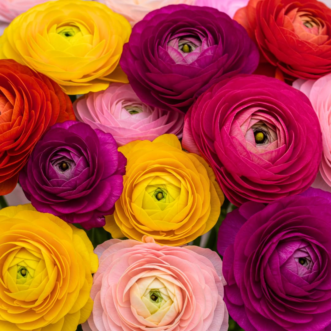 Ranunculus Mix Color Bulbs for Planting - Ships from Iowa, USA (20 Bulbs)