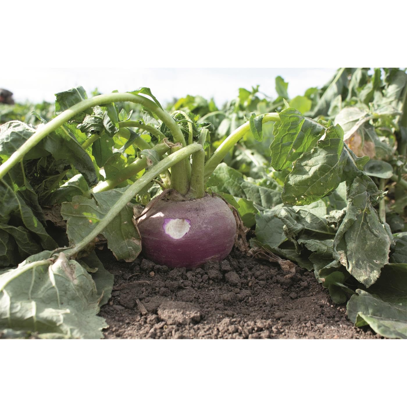 ANI-Logics Crush Seeds of Science Turnips Food Plot Mix, 1-lb. Bag