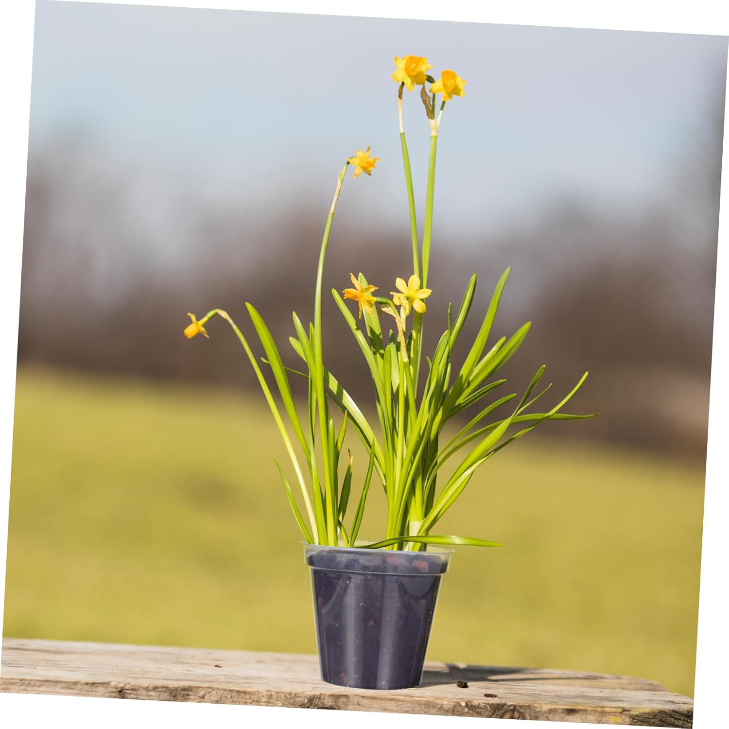 10pcs Clear Plastic Nursery Pots with Drainage Holes Transparent Orchid for Indoor Plants Sturdy Reusable Flower Pots for Garden and Home Use