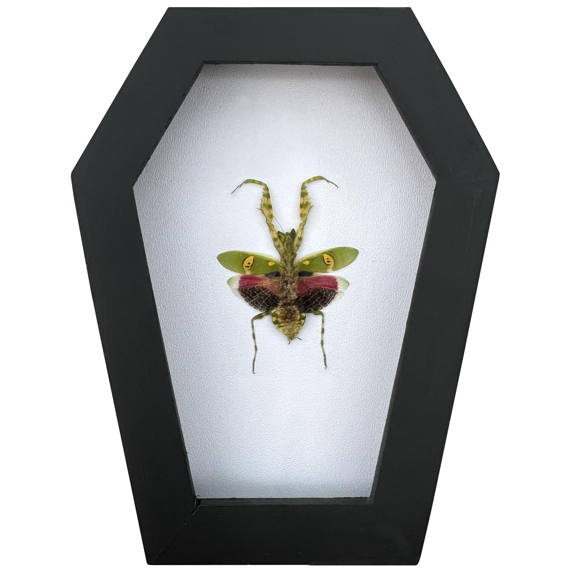VINADECOR Gothic Green Mantis Beetle in Coffin Frame Spooky Halloween Taxidermy Specimen Entomology Curiosity Preserved Insect Decor Scientific Oddity CF12-62-TR