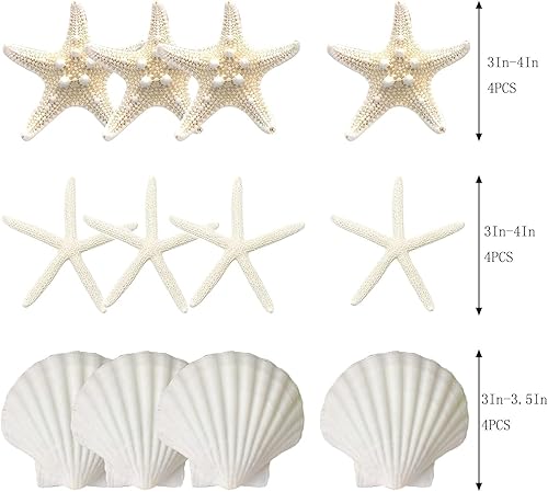 Miniatura 5 de Estrellas de mar y conchas de vieira para manualidades, 12 unidades, conchas marinas grandes de 3 a 4 pulgadas, conchas marinas a granel para
