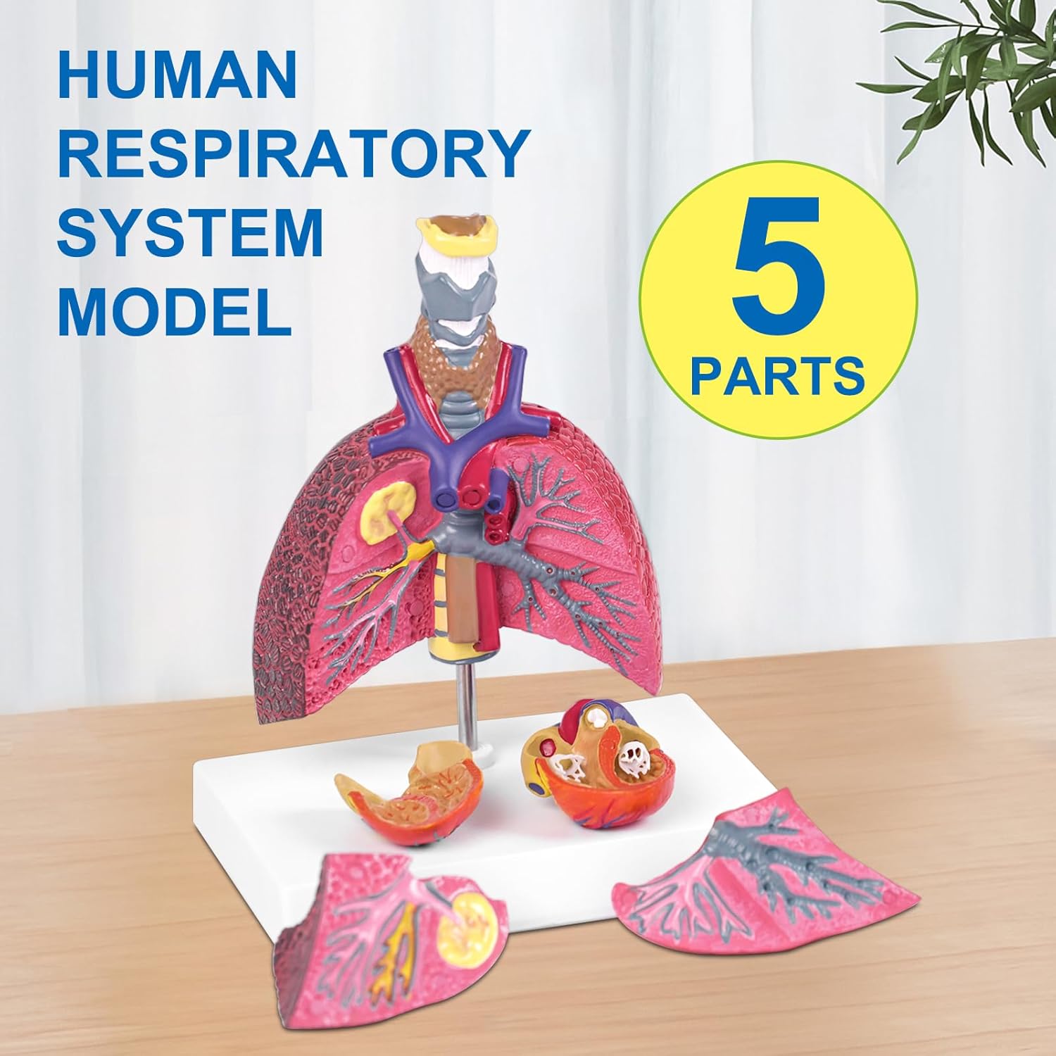 JNMFTD Human Respiratory System Model,Mini Life Size 5-Parts Healthy Pathological Lung Comparison Larynx Heart Anatomy Model Removable Organs with Manual Card PVC for Medical Study Display Educational