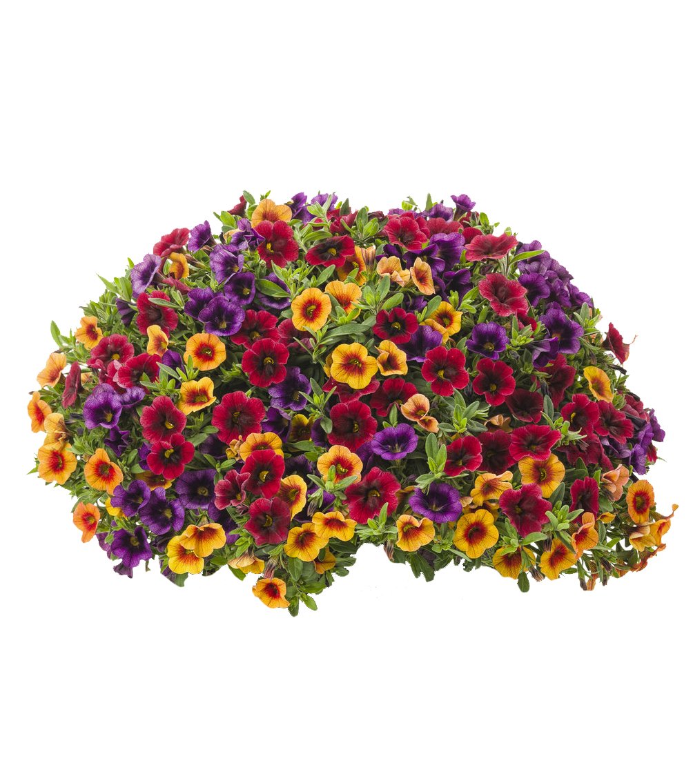 Nema Mix Calibrachoa Petunia Shuttlecock Flower Seeds - 100 Pcs (B08NSFGGQL) Amazon Price History, Amazon Price Tracker