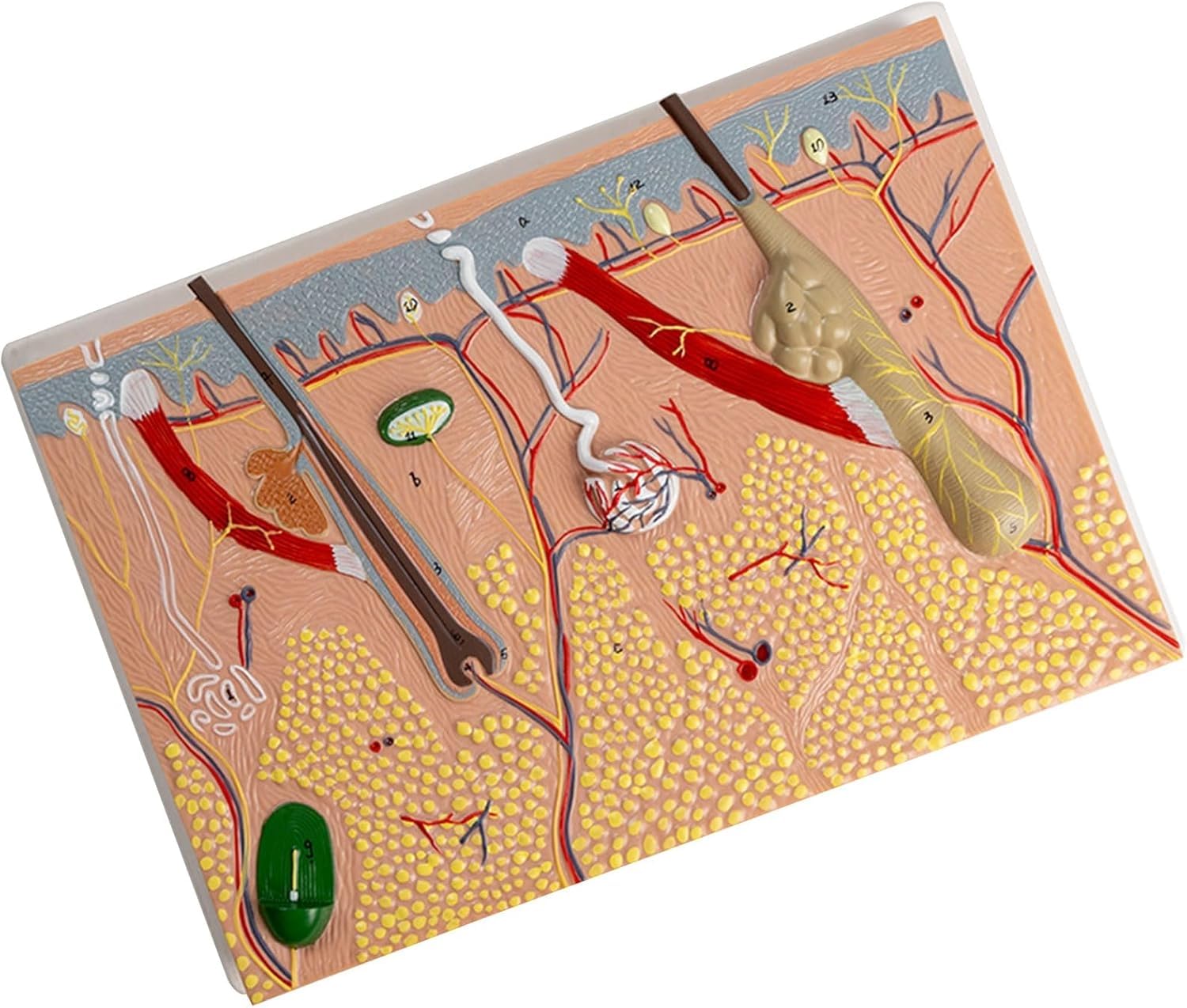 Modello anatomico della pelle ingrandita, per biologia, chirurgia estetica, aiuto didattico, forniture di laboratorio