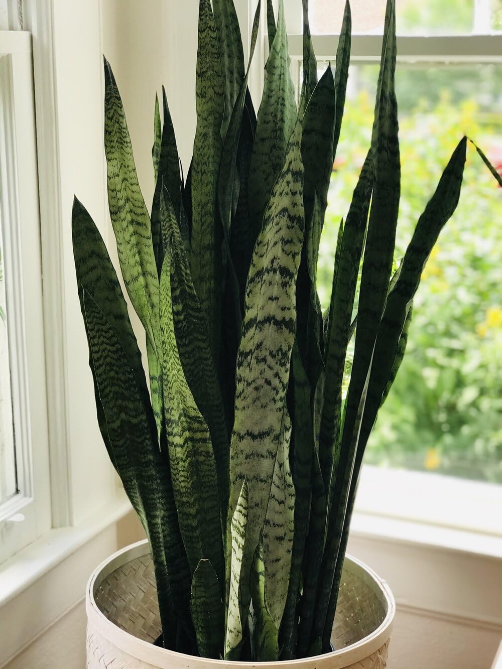 Snake plant without pot, Large Indoor/Outdoor Potted Plant, Green (Pack of 2)-image-45