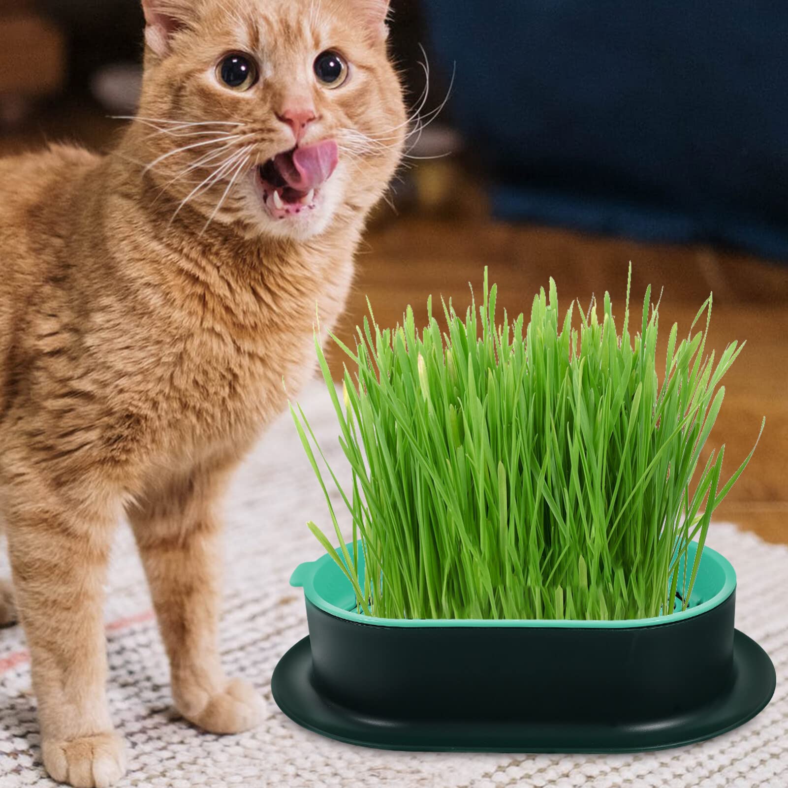Happyyami 5pezzi Fioriera Per Di Gatto Creativa Da Contenitore Idroponico Leggera e Durevole Vassoio Per Coltivazione Senza Per Interni e Uso Domestico