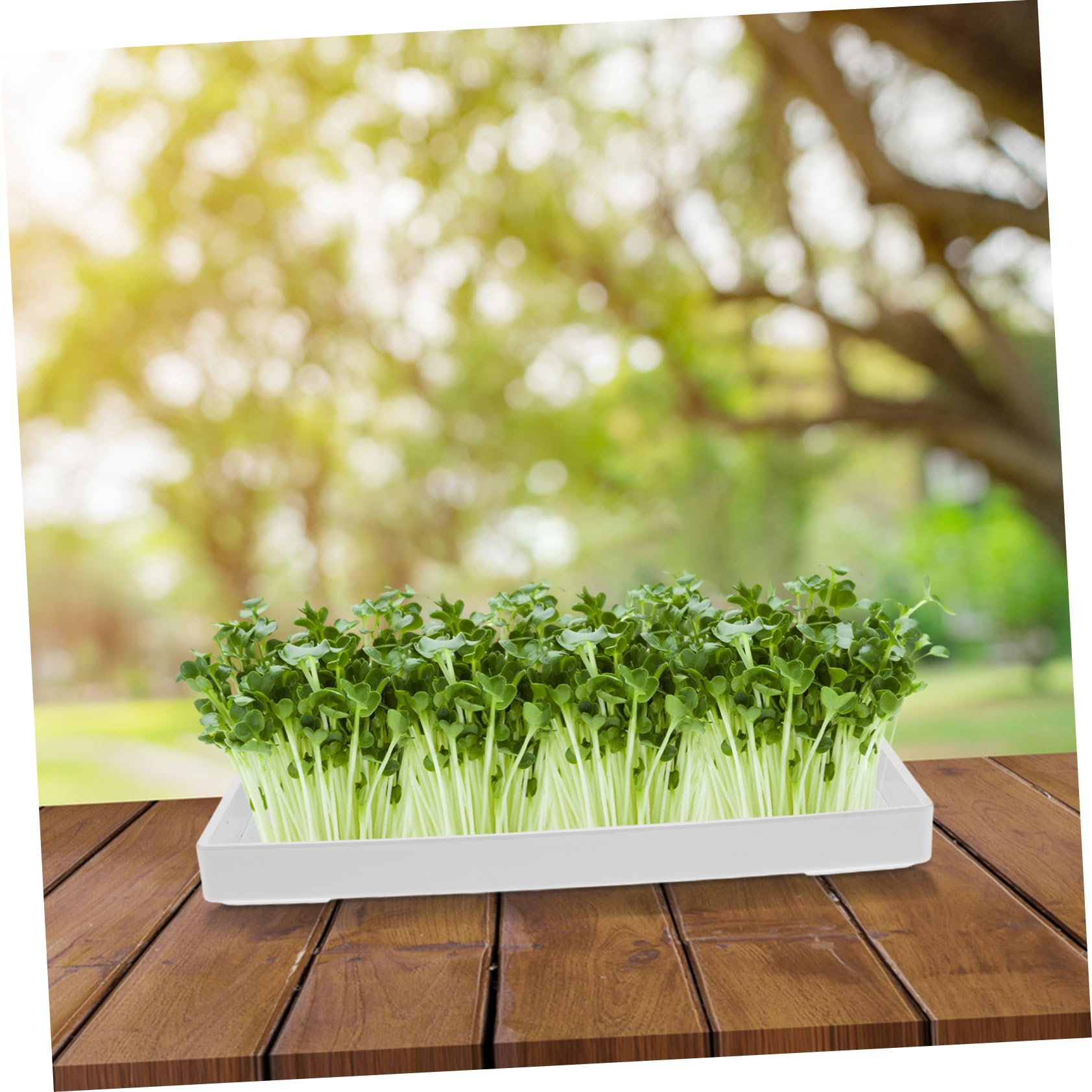 Plateau De Germination pour Cuisine Plateau De Plantation Pot Et Germination Facile pour Cultiver Pousses De Soja