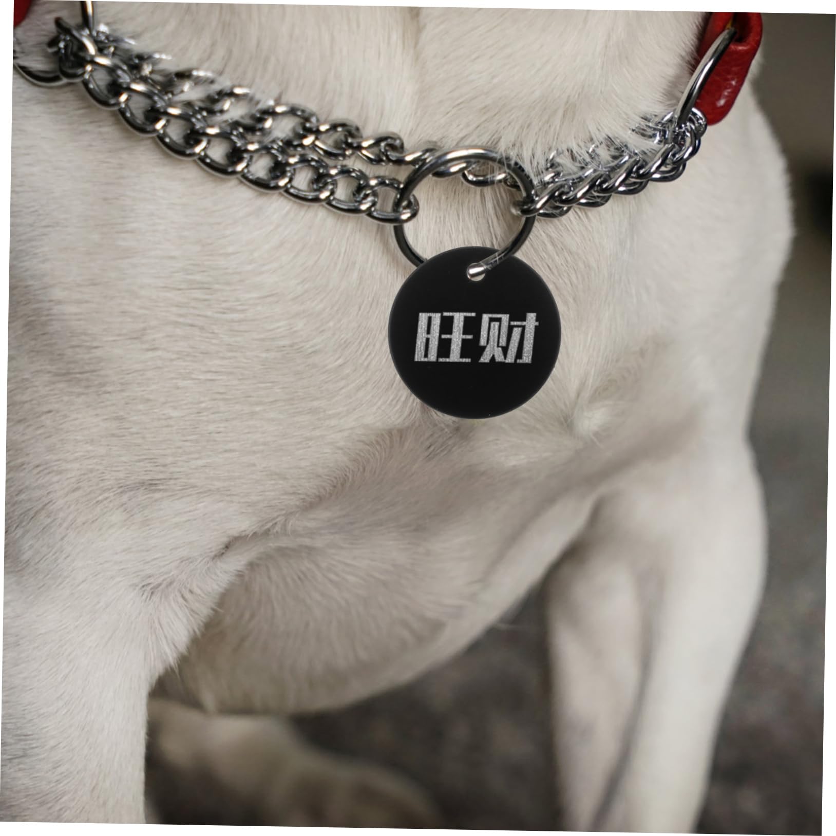 NUOBESTY Etichetta vuota portachiavi in ​​​​acrilico per vinile medaglietta vuota Resistente alla ruggine Accessori per ciondolo animale domestico targhetta cane impiccagioni per cani