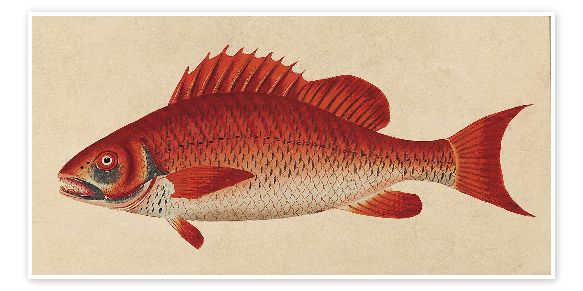 Red snapper, Lutjanus campechanus Plakat