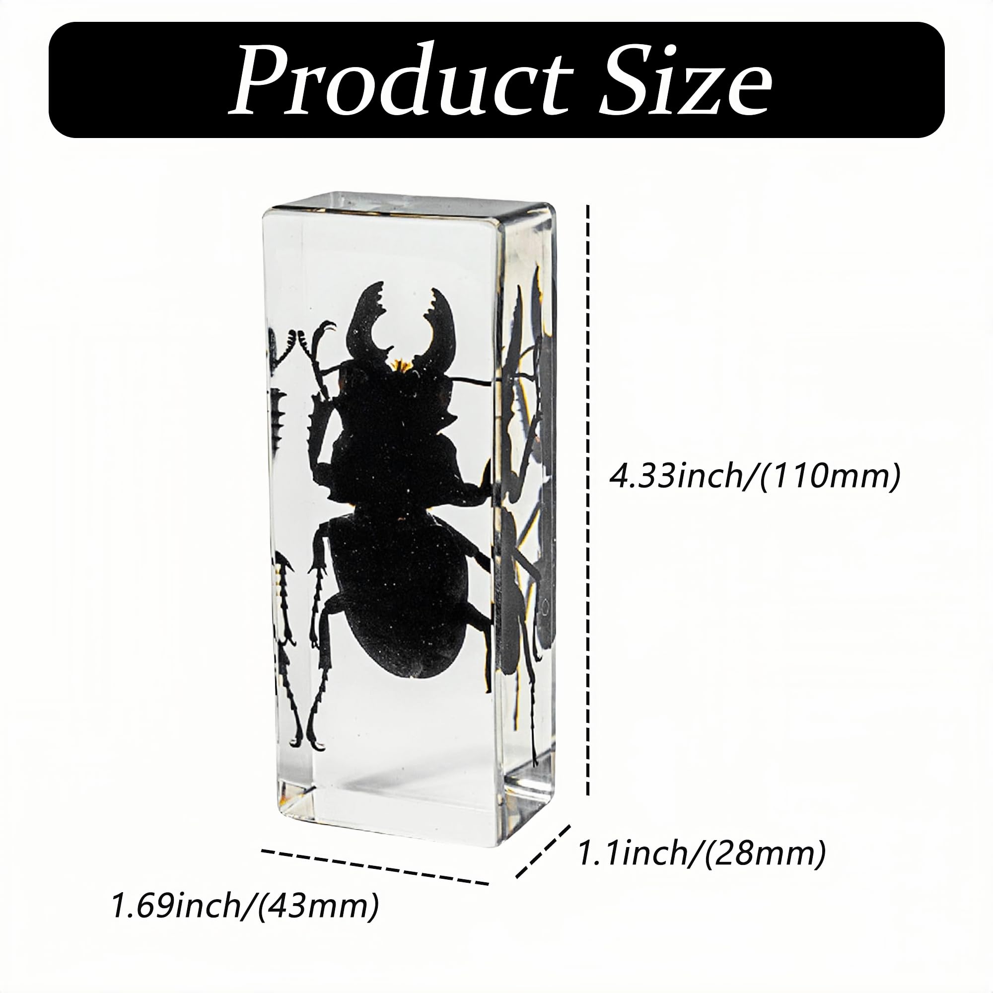 Véritable Lucane cerf-volant en résine transparente – Spécimen d'insecte préservé pour exposition, collection pédagogique ou décoration de presse-papiers