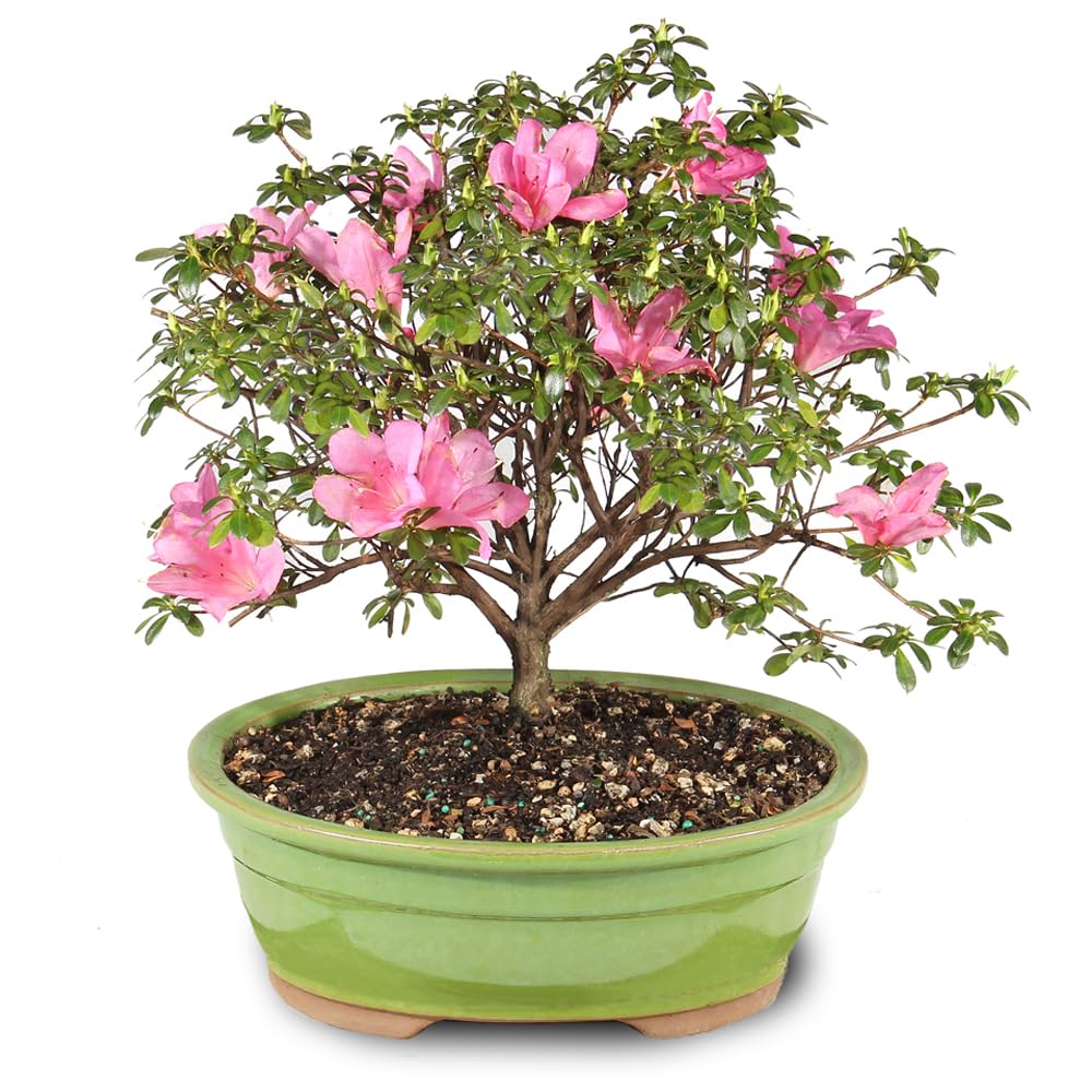 Brussel's Satsuki Azalea Bonsai Large