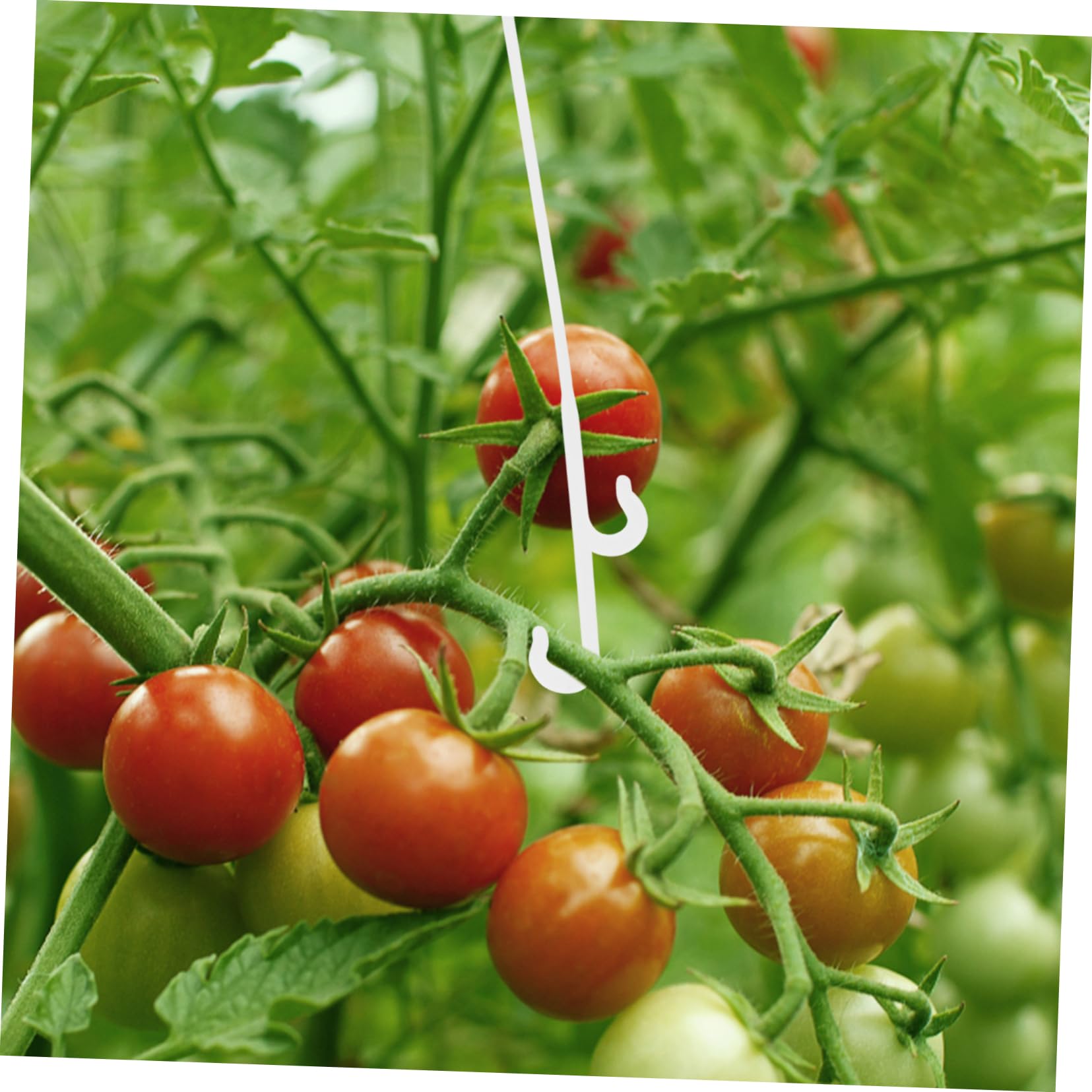 50 Clip Supporto Per Piante Rampicanti In Plastica – Per Pomodori, Uva, Verdure, Fissaggio A Traliccio, Riutilizzabili