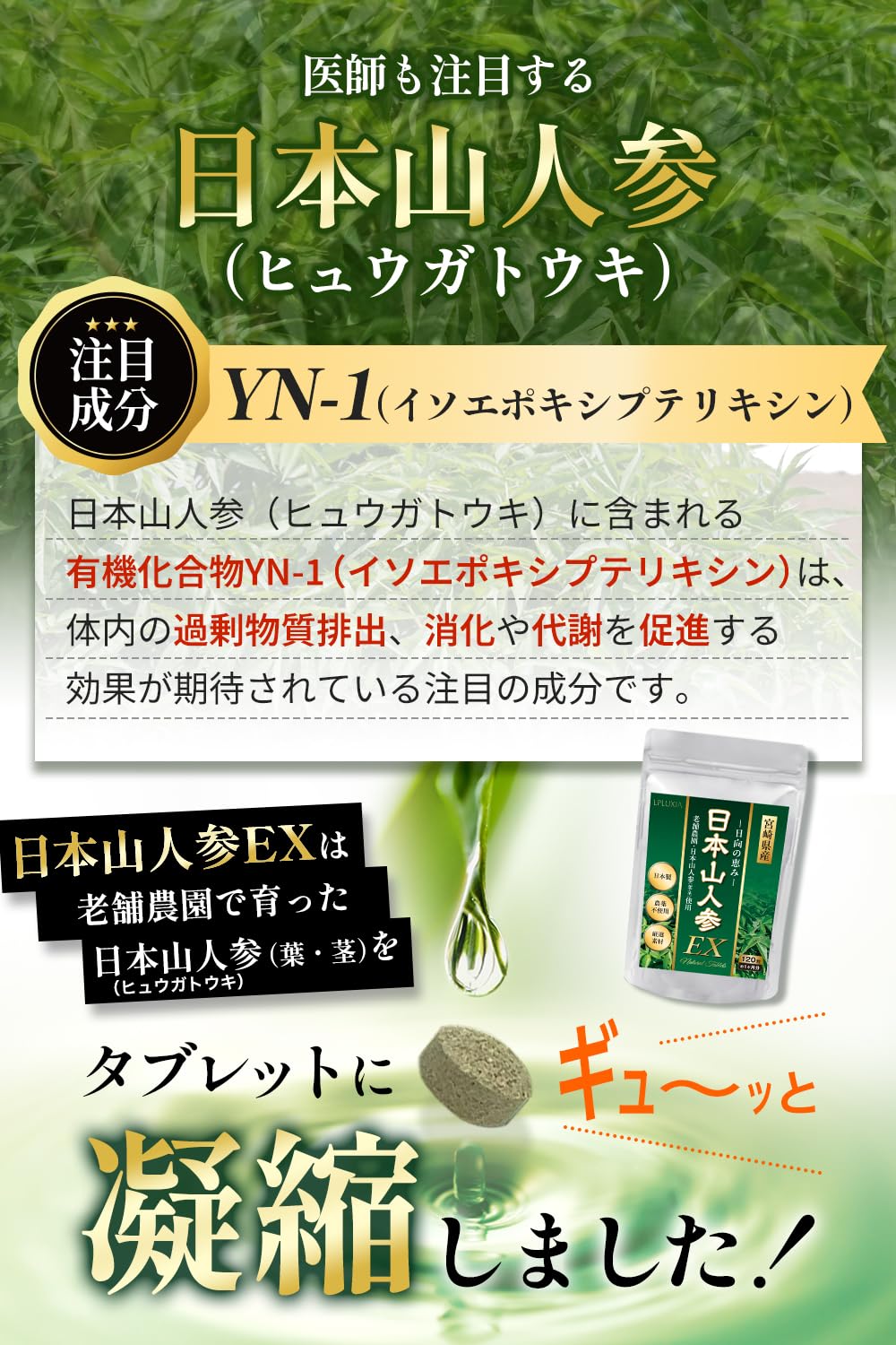 Amazon | 【循環器内科医監修】日本山人参（葉・茎のみ使用） 日向当帰