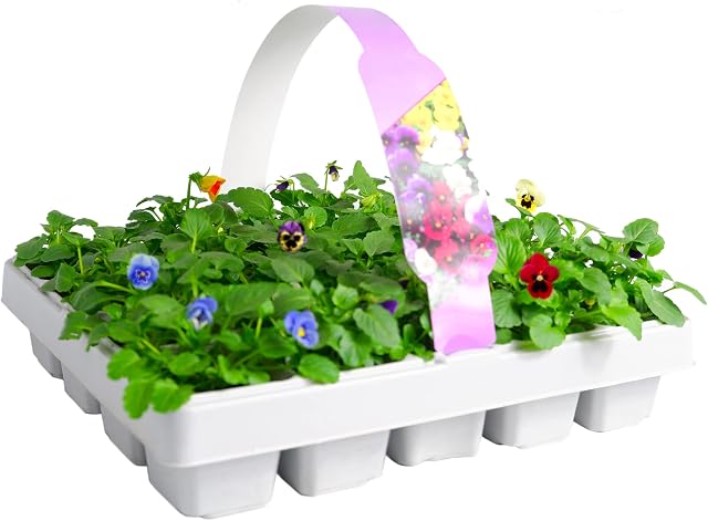 Viola 20 Pack - Large Plants in a Mix of Colours - Great Value Viola Plants - Explosive Colours of Violas  Colourful Flowers  20 Plants Tray