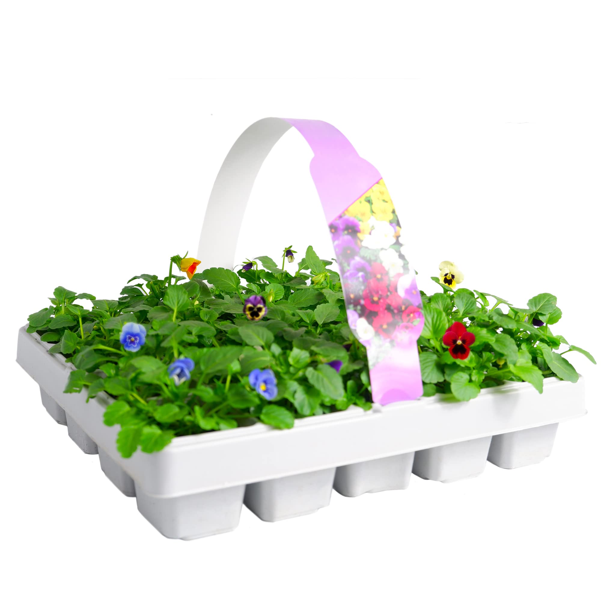 Carbeth Plants 20 Pack Viola Plants - Mixed Colour Bedding Plants