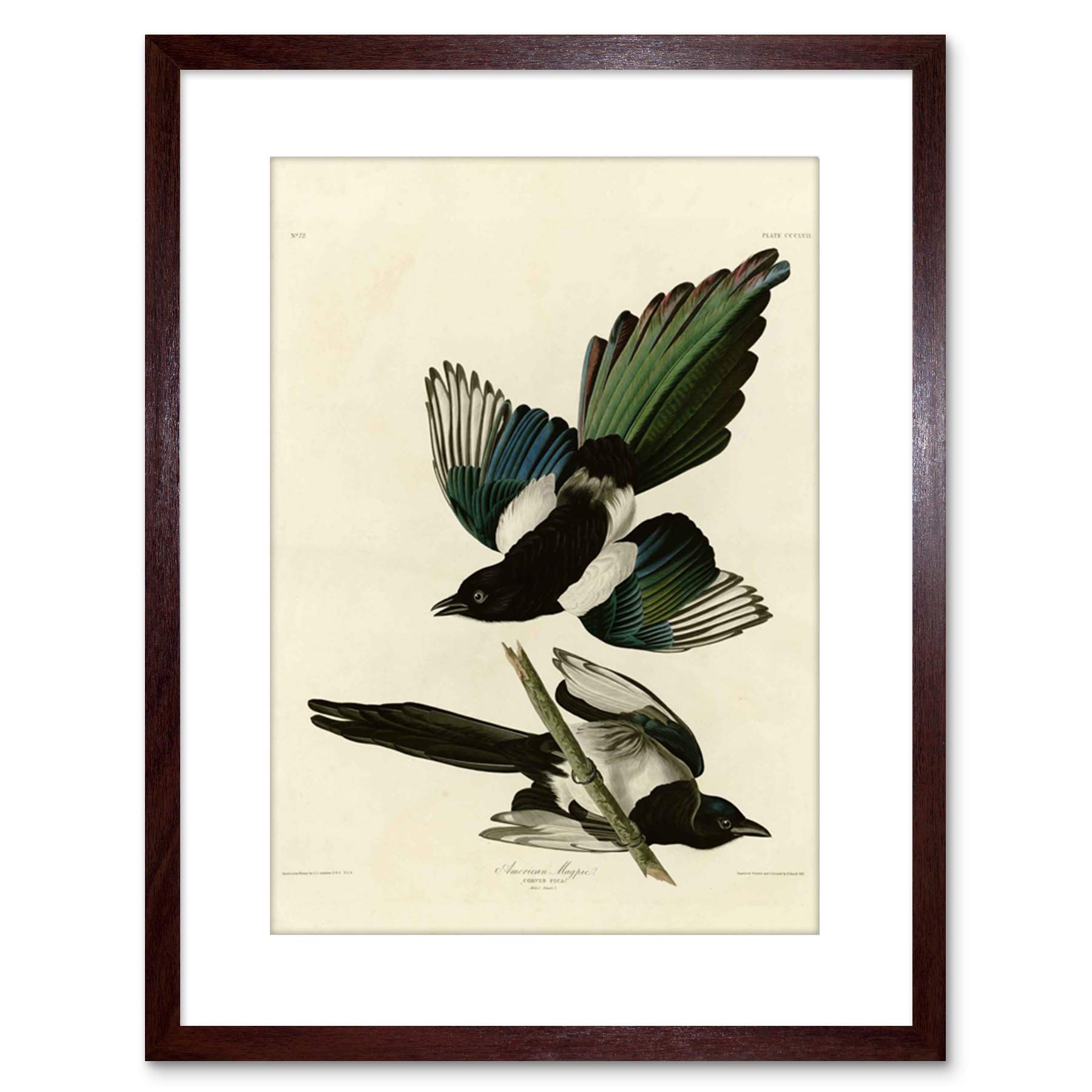 Wee Blue Coo Painting Book Page Birds America Audubon American Magpie Framed Wall Art Print