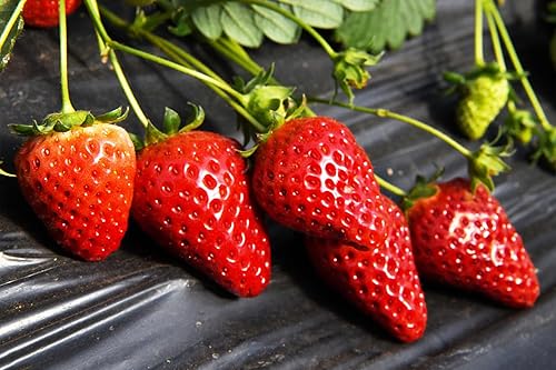 Miniatura 3 de Más de 2000 semillas de fresa rojas trepadoras hidropónicas de fresa dulce para plantar semillas de frutas tradicionales sin OMG