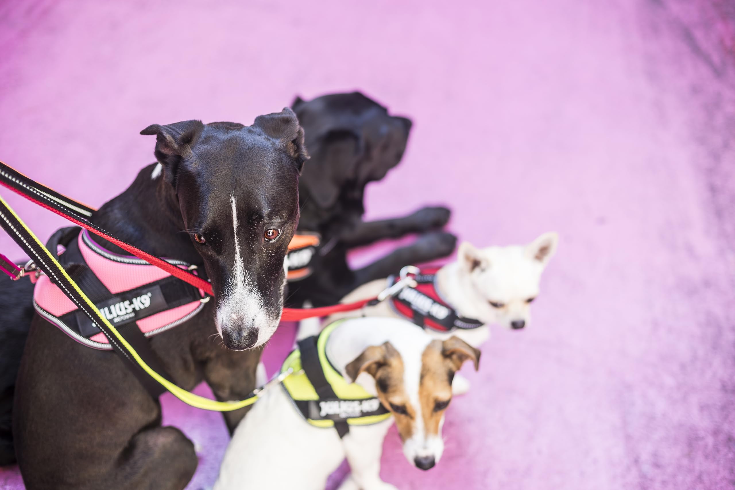 JULIUS K-9 IDC Powair Bundle - IDC Powair Hundegeschirr, Größe: 3XS/Baby 1, Neon + IDC Powairleine, Größe: 1,2 m mit Schlaufe und mit kleinen Karabiner, Neon