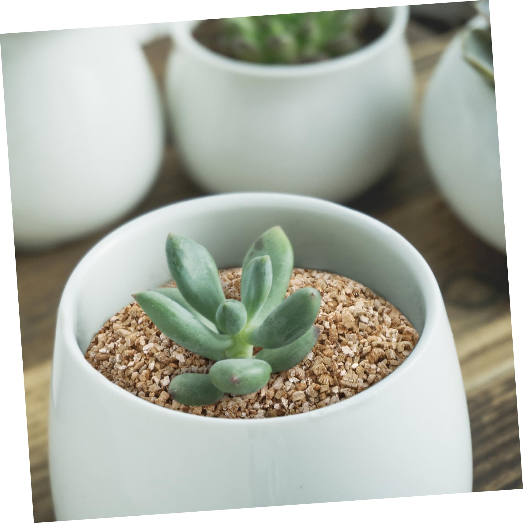 HEMOTON Vermiculite Horticole Fine 3 L pour Jardinage et Croissance | Ph Neutre, Rétention D’eau Élevée, pour Plantes en Pot et Culture en Intérieur