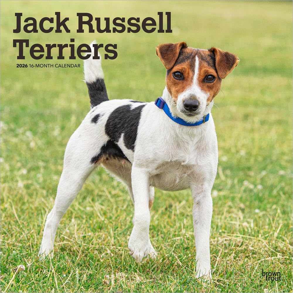 Jack Russel Terriers - Jack Russel Terrier 2026 - 16-Monatskalender: Original BrownTrout-Kalender [Mehrsprachig] [Kalender]