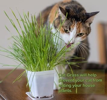 Cat Grass Seeds, Organic Non-GMO Wheatgrass, for Pet or Human Consumption Including Sprouts, Juicing, Smoothies, Instructions for Pets and Humans (24)