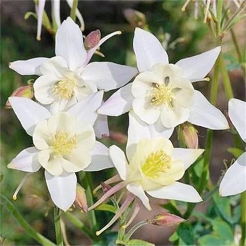 Beautiful Garden Flower Seeds 200+ Aquilegia caerulea - Columbine Seeds - Crystal Star